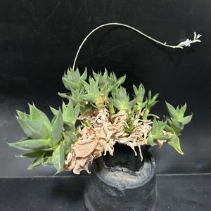 多肉植物,観葉植物,ハオルチア属,珍奇植物,ビザール・プランツの画像