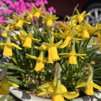 ビオラ,ミニ水仙,よく咲くスミレ,シレネピンクパンサー,ミニスイセン テータテートの画像