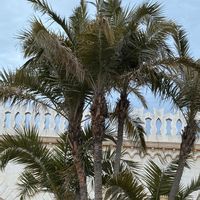 ヤシの木,ヤシ,癒やし, ヤシの木,耐寒ヤシの画像