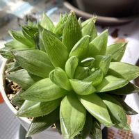 ハオルチアの画像