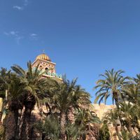 ヤシの木,ヤシ,癒やし, ヤシの木,耐寒ヤシの画像