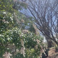 アセビ,ケヤキ,馬酔木(アセビ）,季節を楽しむ,樹木と空の画像