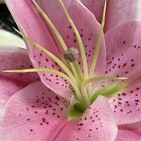 ユリ,オリエンタルリリー,百合,切り花,ピンクの画像