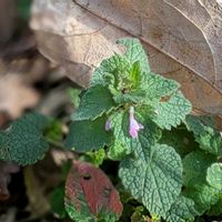 スミレ,チューリップ,ヒメオドリコソウ,姫踊り子草,ミニ チューリップの画像