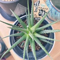 サボテン,ハオルチア,十二の巻,多肉植物,観葉植物の画像