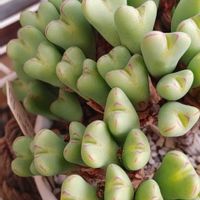 日輪玉,魔玉,大津絵,朝貢玉,オリーブ玉の画像