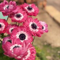 アネモネ,アネモネ,アネモネ,アネモネ,Anemoneの画像