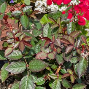 ミニバラ,鉢植え,花のある暮らし,ミニバラ鉢植え,バラのある暮らしの画像