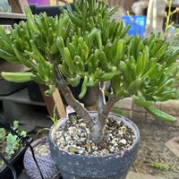 ゴーラム,葉を落としたゴーラムの画像