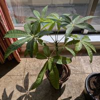 パキラ,観葉植物,熱帯植物の画像