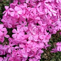 シバザクラの画像