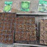 スイカ,レタス,キャベツ,スティックブロッコリー,2/14に蒔いた野菜達の画像