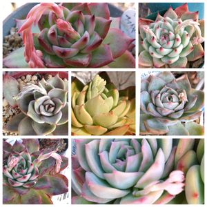 多肉大好き,多肉花芽,エケベリア好き,多肉女子,エケベリア大好きの画像