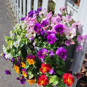 パンジー・ビオラ,鉢植え,我が家の庭,ハンギングバスケット,かわいい花の画像