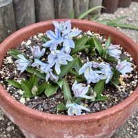 シラー,シラーミスクトスケンコアナ,鉢植え,球根植物,青い花の画像