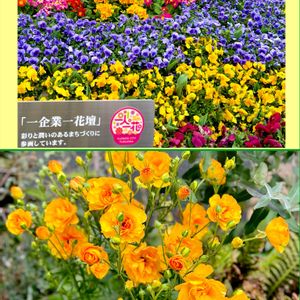 パンジー・ビオラ,ミニバラ,プリムラ　ジュリアン,福岡,季節の花の画像