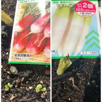 大根,大根,二十日大根,二十日大根,屋上の画像