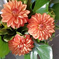 アジサイ,アジサイ,アジサイ,キク,キクの画像