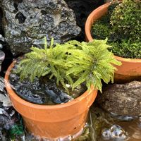 イワヒバ,ミヤマラッキョウ,ミヤマラッキョウ,コウヤノマンネングザ,コウヤノマンネングザの画像