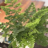 アジアンタムの画像