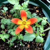 オレガノ,葉牡丹,蝋梅,フキ,ラベーンダーの画像