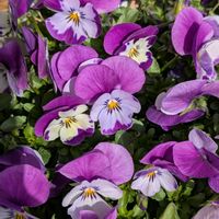 アネモネ,アネモネ,シレネ,パンジー・ビオラ,ビオラの画像