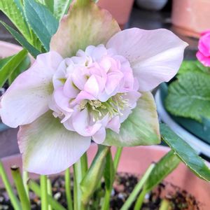 クリスマスローズ,鉢植え,花のある暮らし,ピンクのお花,季節のお花の画像