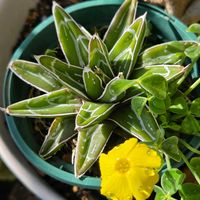 オウバイ,サボテン,アガベ　笹の雪,カタバミ,ベランダガーデンの画像