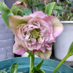 クリスマスローズ,鉢植え,花のある暮らし,ピンクのお花,季節のお花の画像
