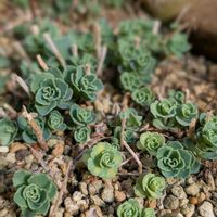 ミセバヤ,斑入りミセバヤ,多肉植物,グリーンのある暮らし,多肉のある暮らしの画像