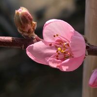 アンズ,ナデシコ,ハナモモ,ホトケノザ,ベランダガーデンの画像