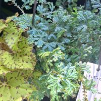 イワヒバ,ベゴニア,レインボーファン,レックス　ベゴニア,紺照鞍馬苔(コンテリクラマゴケ)の画像