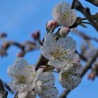 サクランボの画像