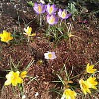 クロッカス,クロッカス,ノースポール,ノースポール,小さな庭の画像