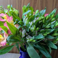 アルストロメリア,アルストロメリア,切り花を楽しむ,可愛いお花達,世界に平和をの画像