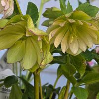 カサブランカ,クリスマスローズ,クリスマスローズ,チューリップ,八重咲きクリスマスローズの画像