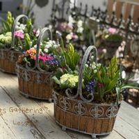 アッツサクラ,ムスカリ・タッチオブスノー,フッチンシアアイスキューブ,寄せ植え,ギャザリングの画像