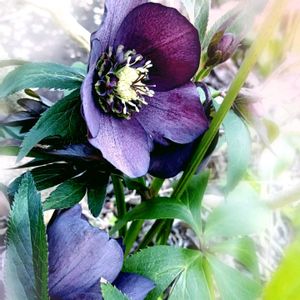 クリスマスローズ,クリスマスローズ　セミダブル,レンテン・ローズ,地植え,実生の画像