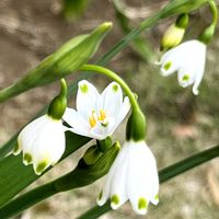 スノーフレーク,スノーフレーク,スノーフレーク,スノーフレーク蕾,春ですねの画像