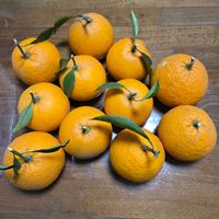 夏みかん,デコポン,夏みかんのマーマレード,スギ花粉いっぱいの杉,GSアダルトチームの画像