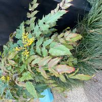 ヒイラギナンテンの画像