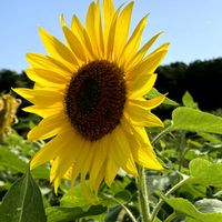 ヒマワリ,向日葵,ひまわり畑,ひまわり,ビタミンカラーの画像