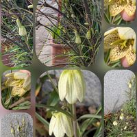 アケビ,イチゴ,シラネアオイ,バイモ,パンジーの画像