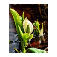 ミズバショウ,サトイモ科,多年草,高山性植物,群生地の画像