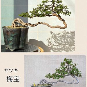 盆栽,植え替え,ニューフェイス,サツキ盆栽の画像