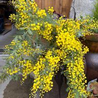 ミモザ,リース,花のある暮らし,春を告げる花,玄関アプローチの画像