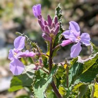 ヒマラヤユキノシタ,ヒマラヤユキノシタ,プルーン,プルーン,ムラサキハナナの画像