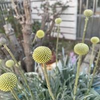 クラスペディア,ヒヤシンス,パンジー,クリスマスローズ・ダブルの画像