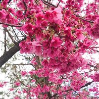 アセビ,ツツジ,寒緋桜,寒緋桜,花友さんに感謝の画像