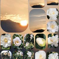 クローバー,スカビオサ,スカビオサ,スノードロップ,チューリップの画像